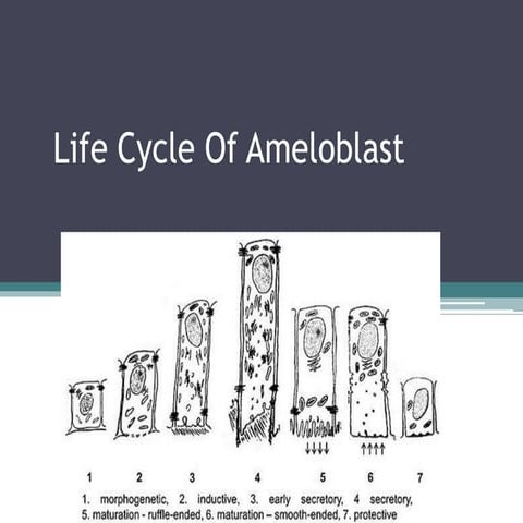 Life cycle of ameloblast