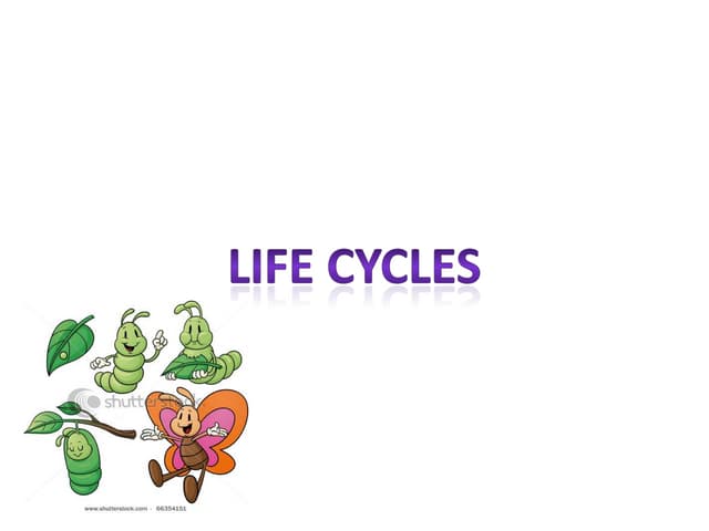 Life cycle of animals