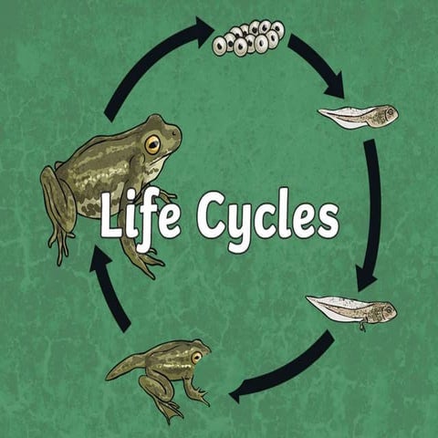 Important fact of Life cycle of animals.pptx