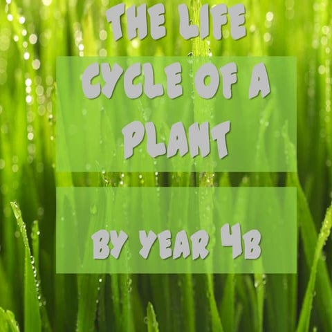 Life cycle of a plant by 4B