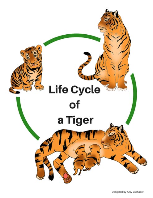 Life Cycle of Alligator For Elementary