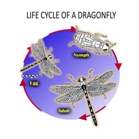 Life cycle of different animals