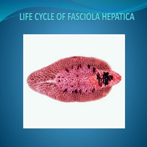 LIFE CYCLE OF FASCIOLA HEPATICA.pptx