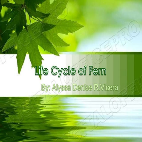 Life cycle of fern
