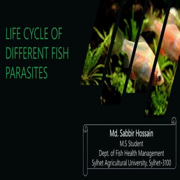 Life cycle of fish parasites from each group