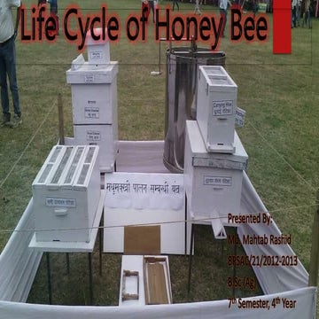 Life cycle of honey bees