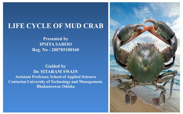 Life cycle of mud crab