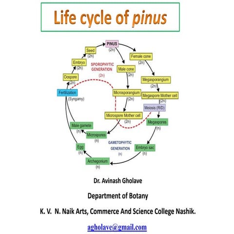 Life cycle of pinus