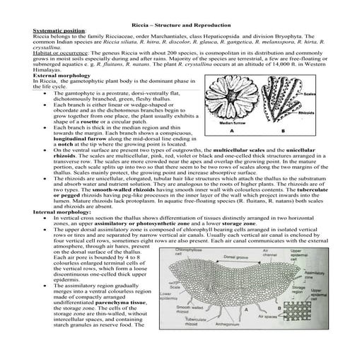 Life cycle of_riccia-jb