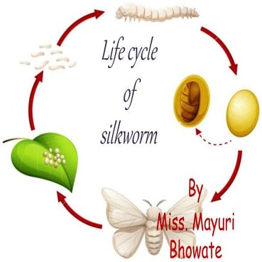 Life cycle of silkworm