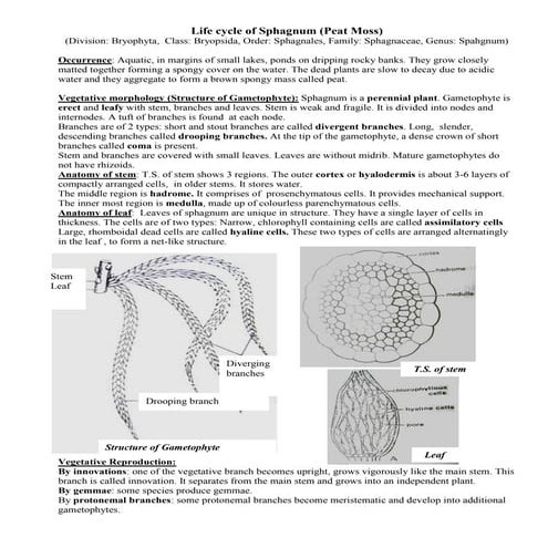 Life cycle of_sphagnum