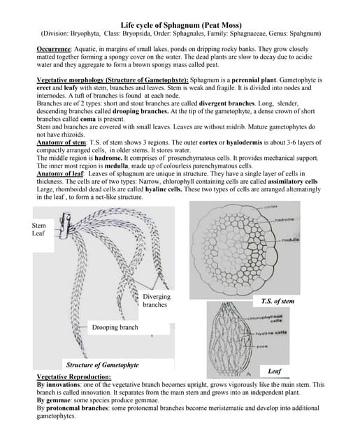 Type polytrichum | DOCX | Gardening | Home & Garden