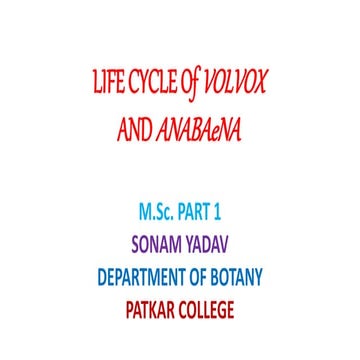 Life cycle of volvox                                                      and anab ae na