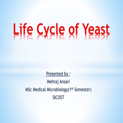 Life cycle of yeast