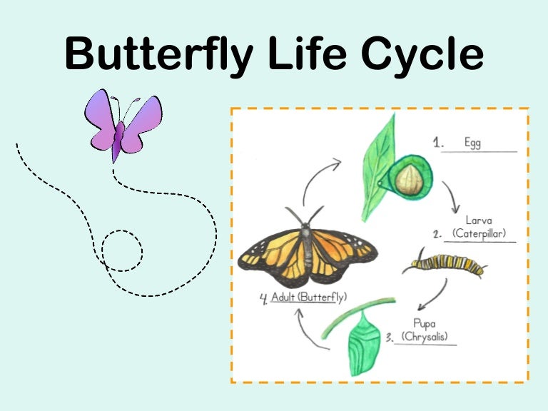 Life cycles