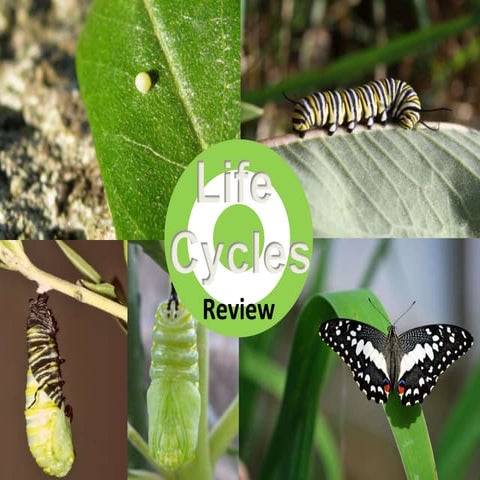 Life Cycles Review - Copy.pptx this is for the science teacher