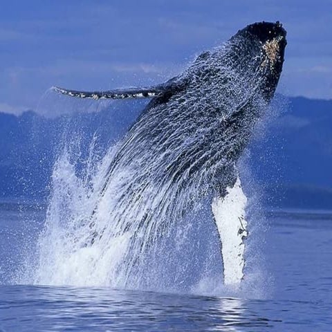 Lifeinphotos 130316025554-phpapp01