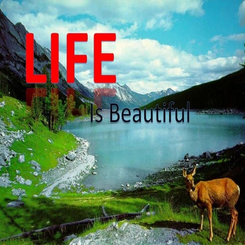 Life is beautiful