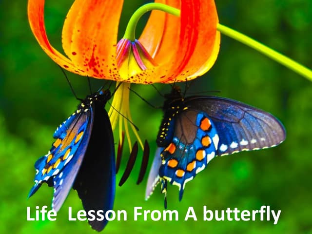 Life lesson from betterfly