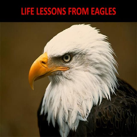 LIFE LESSONS FROM EAGLES for personal development