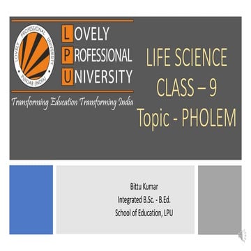 class 9th phloem tissues