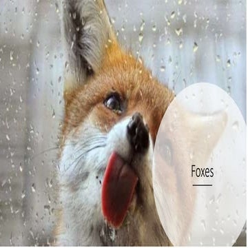 Life of a fox | PPTX