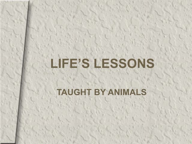 life's lessons-taught by animals