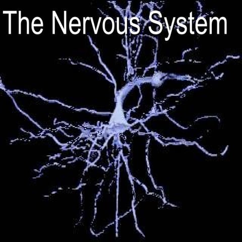 Life Science Chapter 21 The Nervous System