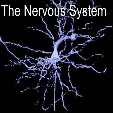 Life Science   Chapter 21   The Nervous System
