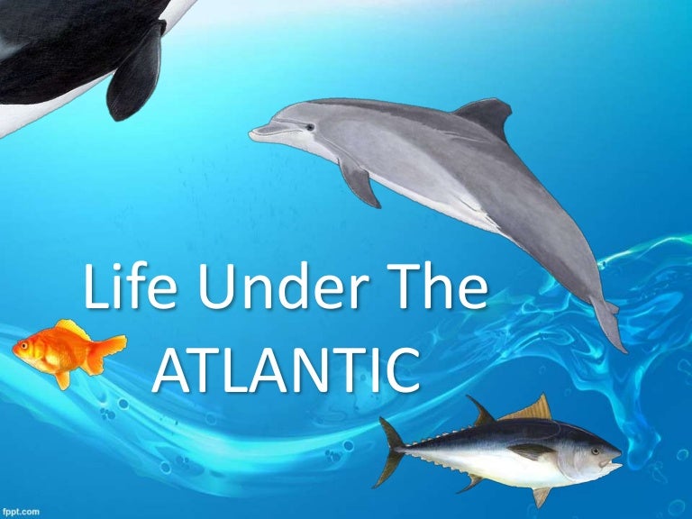 Life under the atlantic ocean