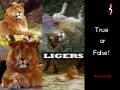 Ligers True Or False