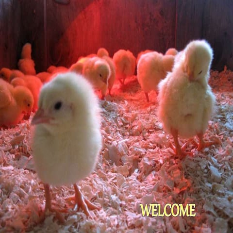 Lighting management in poultry farm.pptx