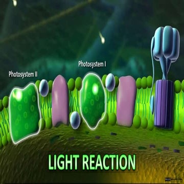 Light Reactions of Photosynthesis