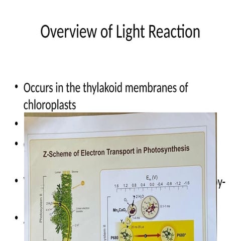 LightReaction of photosynthesis z scheme.pptx