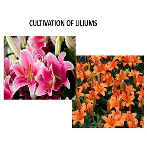 Lilium cultivation