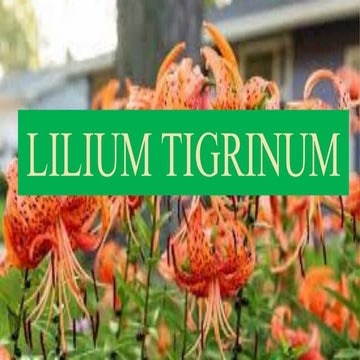 LILIUM TIGRINUM.BHMS.MATERIA MEDICA.HOMOEOPATHY