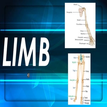 Comparetive account of limb fore limb and hind limb | PPTX