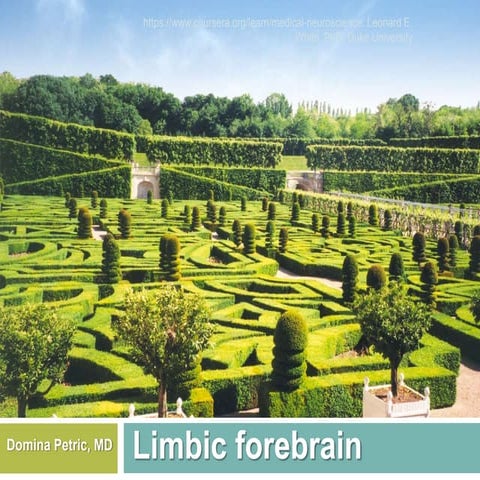 Limbic forebrain