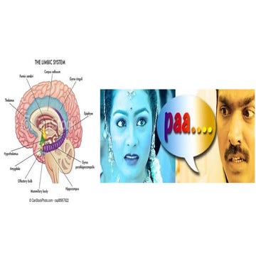 Limbic system anatomy