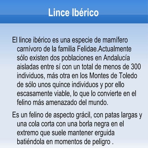 Lince