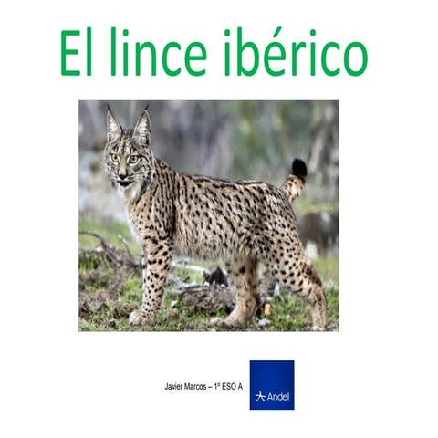 Lince iberico