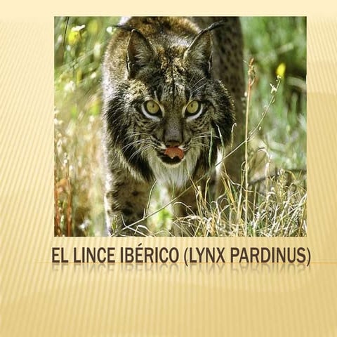 El Lince Iberico