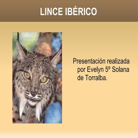 Lince ibérico - Evelyn 5º primaria