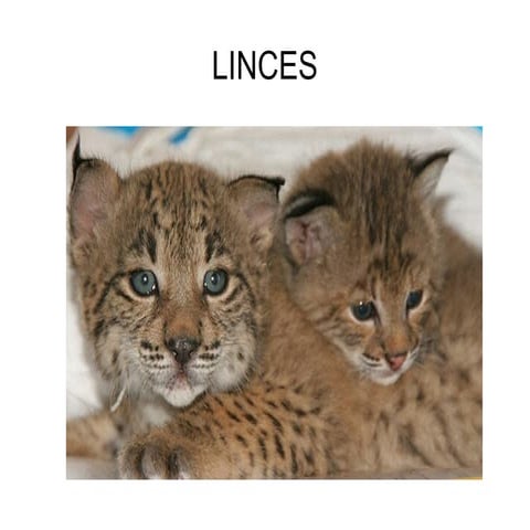 Linces jose y maria el trabajo definitivo (se borró el otro)