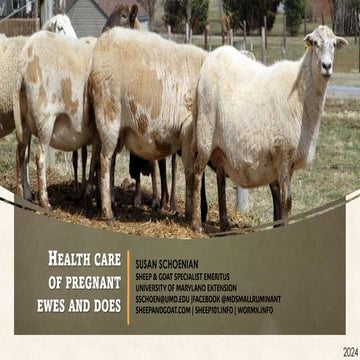 Health Care of Pregnant ewes