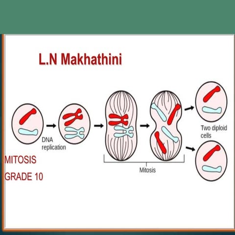 Lindo mitosis 140309070845-phpapp01