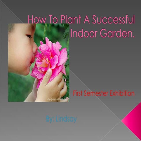 Lindsay's how to plant a successful indoor garden