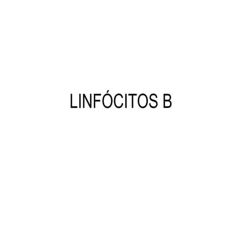Linfócitos B
