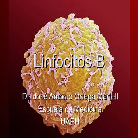 Linfocitos B
