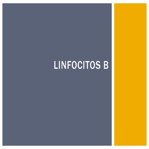 Linfocitos b